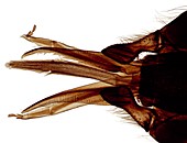 Bee mouthparts,light micrograph