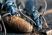 Platythyrea conradti ants and cocoon