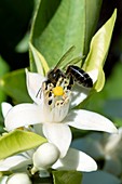 Honeybee feeding