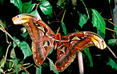 Moth,Attacus atlas