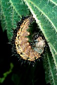 Caterpillar of Tortoiseshell butterfly
