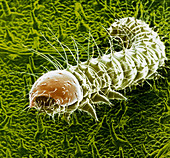 5th of the F/col SEM's of caterpillars hatching