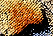 Light micrograph of a swallowtail butterfly wing