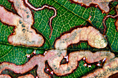 Tracks made by Golden pigmy moth larva in bramble