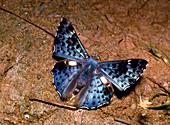 Blue and black metal-mark butterfly from Ecuador