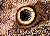 Eyespot on wing of butterfly,Eriphanis polyxena