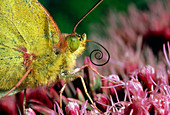 Macrophoto of a Colias butterfly with proboscis
