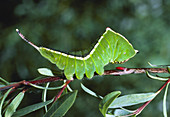 Camouflage in the caterpillar,Cerura vinula