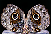 Eyespots on the wings of the Owlet moth,Caligo