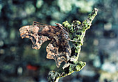 Comma butterfly,Polygonia,mimics a dead leaf