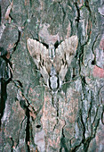 Hawkmoth,Hyloicus pinastri,camouflaged on bark