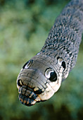Elephant hawkmoth caterpillar,Deilephila elpenor