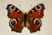 Pinned specimen of peacock butterfly,Inachis io