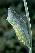 Swallowtail butterfly chrysalis