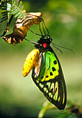 Priam's Birdwing butterfly emerging from chrysalis
