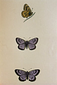 Coloured historical art of large blue butterflies