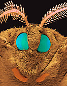 Coloured SEM of the head of a silk moth,Bombyx sp