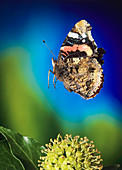 High-speed photo; red admiral butterfly in flight