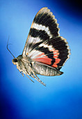 High-speed photo a red underwing moth in flight