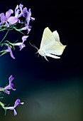 High-speed photo of green-veined white butterfly