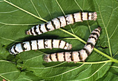 Silkworms (Bombyx mori) feeding on a leaf