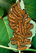 Buff tip moth caterpillars (Phalera bucephala)