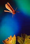 Eggar moth