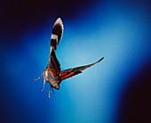 Red underwing moth