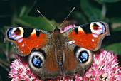 Peacock butterfly