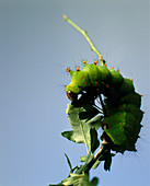 Indian moon moth caterpillar
