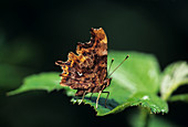 Comma butterfly