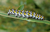 Mullein moth caterpillar