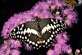 Christmas swallowtail butterfly