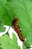 Asian gypsy moth caterpillar feeding