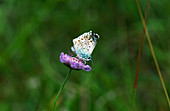 Chalkhill blue buttterfly