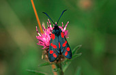 Six spotted burnet moth
