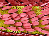 Moth antenna,SEM