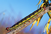 Spurge hawkmoth caterpillar