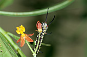 Queen butterfly caterpillar