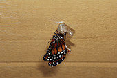 Queen butterfly emerging from chrysalis