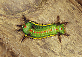 Aposematically coloured caterpillar