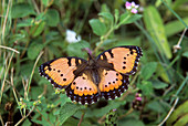 Gaudy commodore butterfly