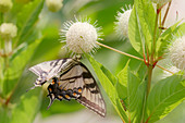 Swallowtail buttefly on a button bush