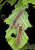 Nut-tree tussock moth caterpillars