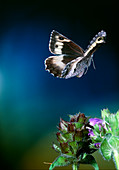Grayling butterfly,high-speed photograph