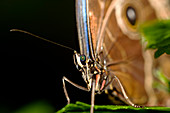 Common morpho butterfly