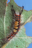 Orgya antiqua caterpillar