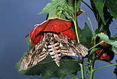 Convolvulus hawk-moth feeding