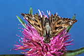 Mallow skipper moth