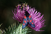 Burnet moth
